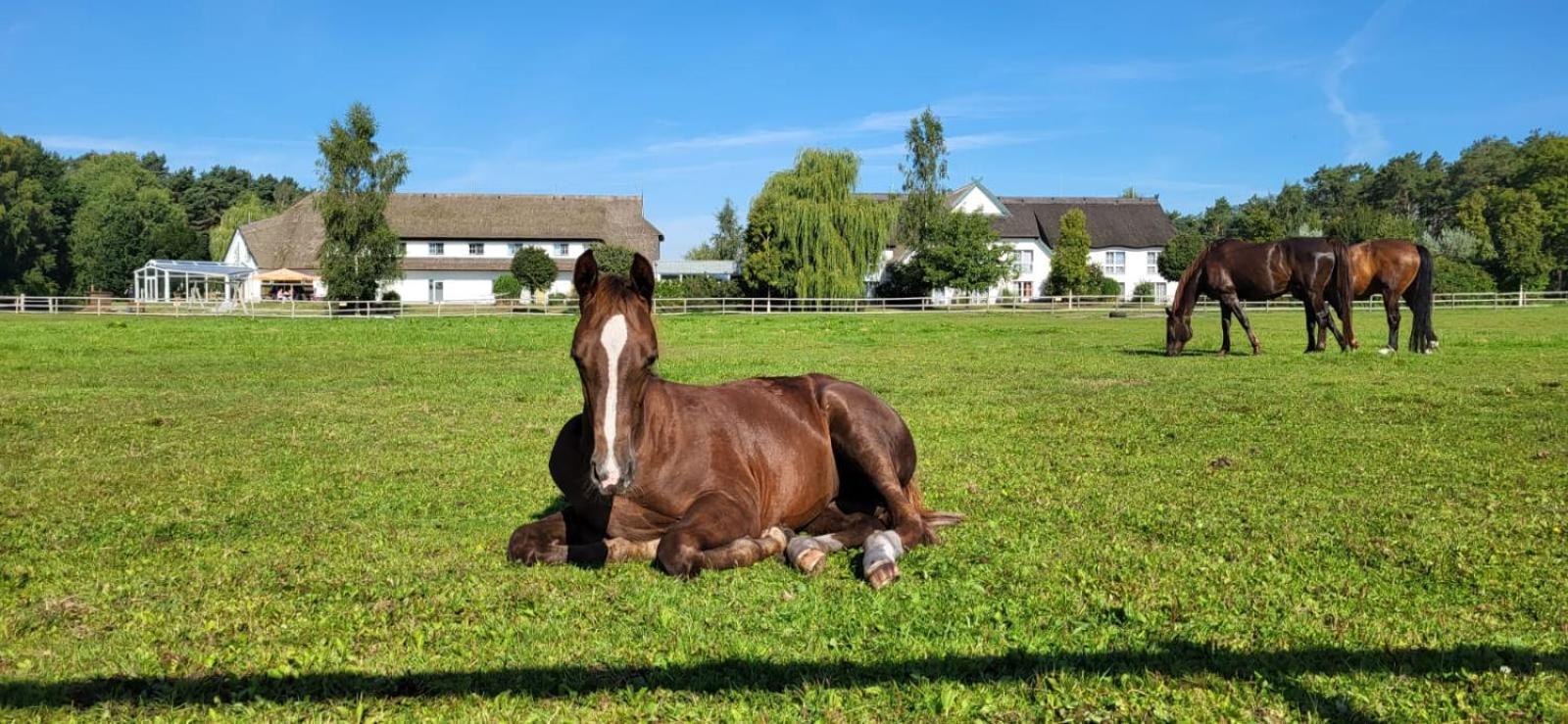 Friesenhof Hotel-Restaurant-Reitanlage Trassenheide Zewnętrze zdjęcie